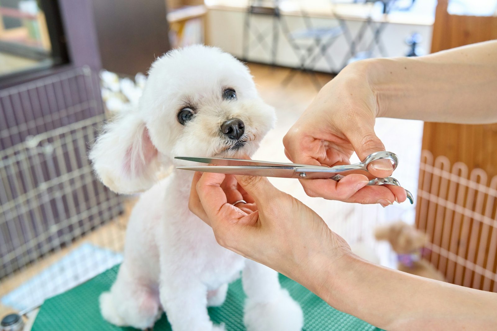 Professional dog grooming and hair trimming with scissors