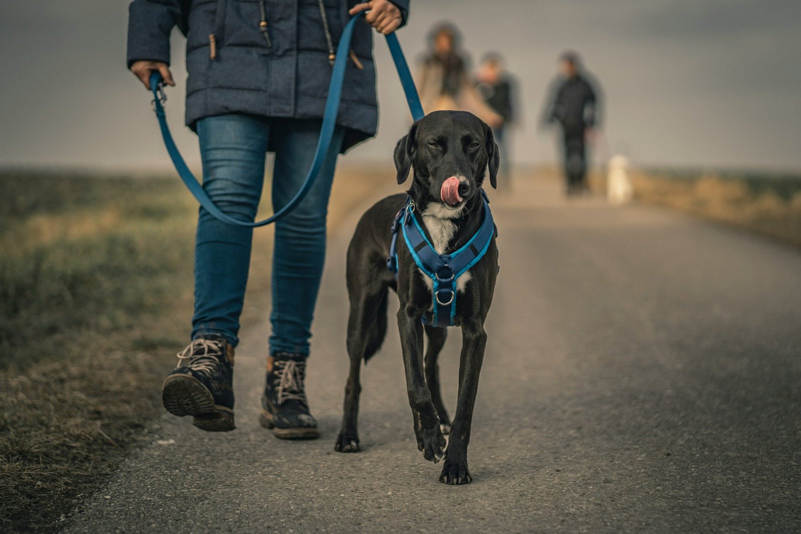 Dog leash training walking beside owner with harness