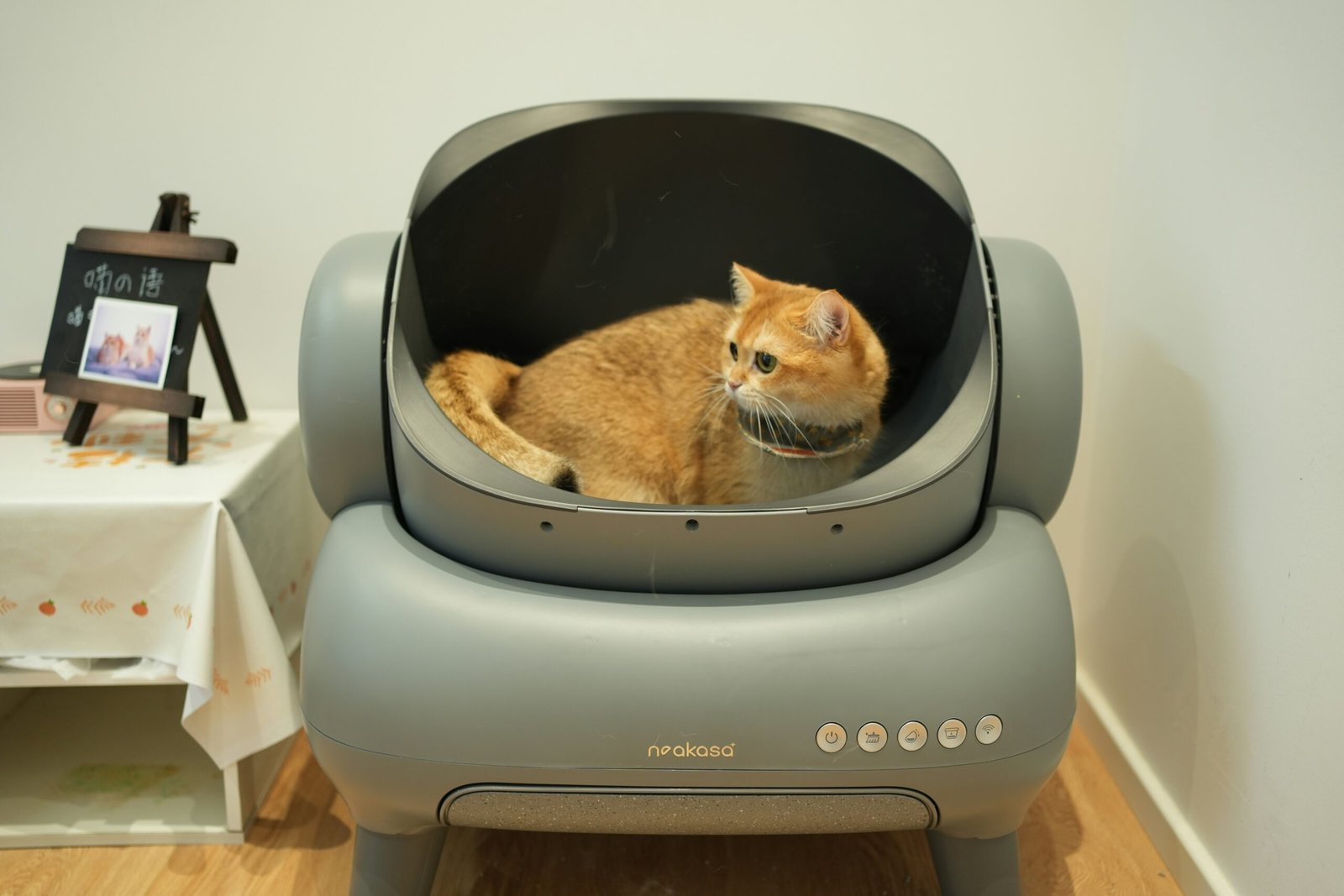 Cute cat using an automatic smart litter box for hygiene